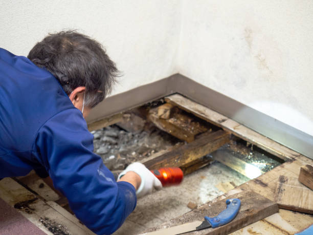 Best Mold Remediation  in Estancia, NM