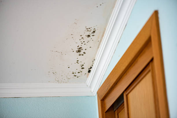 Best Office Mold Removal Services  in Estancia, NM