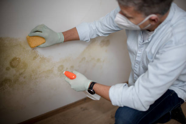 Best Home Mold Removal  in Estancia, NM