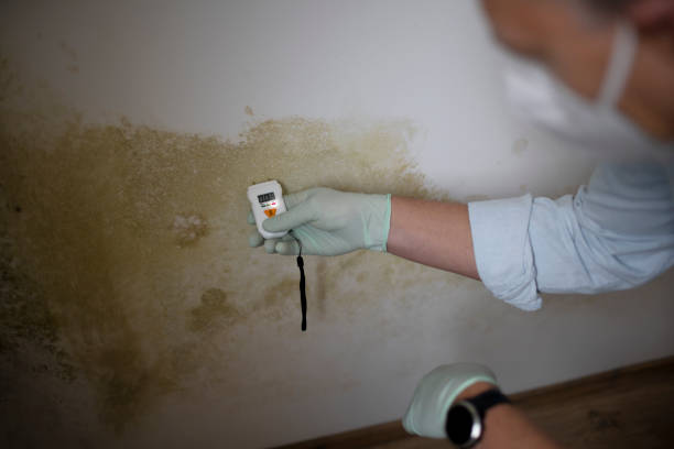 Best Best Mold Removal Companies  in Estancia, NM