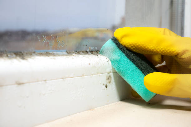 Attic Mold Removal in Estancia, NM