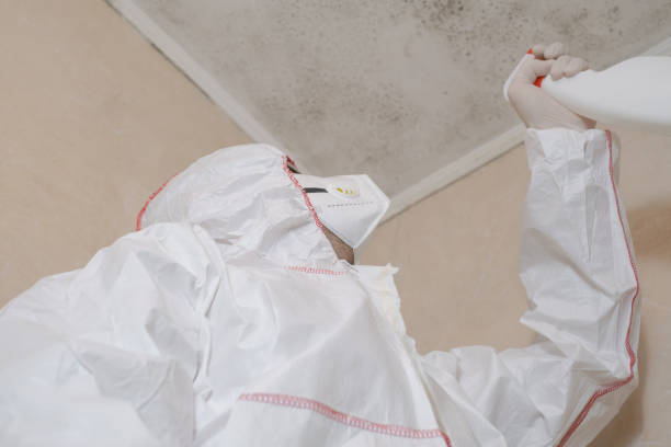 Reliable Estancia, NM Mold Removal Solutions