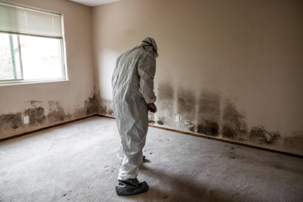 Best Mold Damage Repair  in Estancia, NM