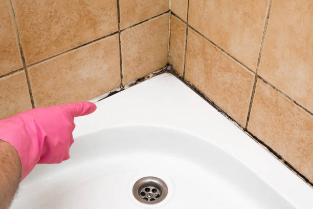 Best Local Mold Removal Service  in Estancia, NM